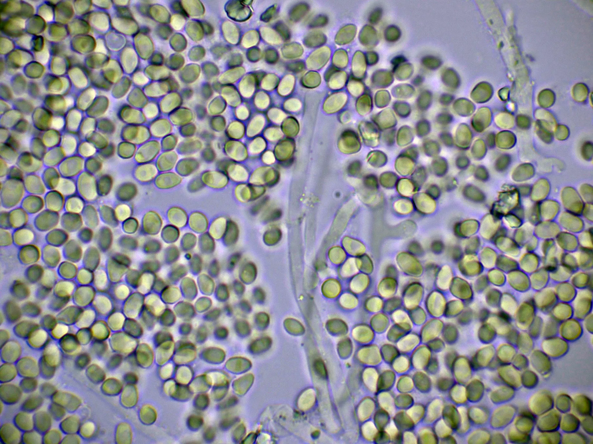 Microscopía de Oligoporus rennyi - 10 - Hifas conidiógenas Melzer-006